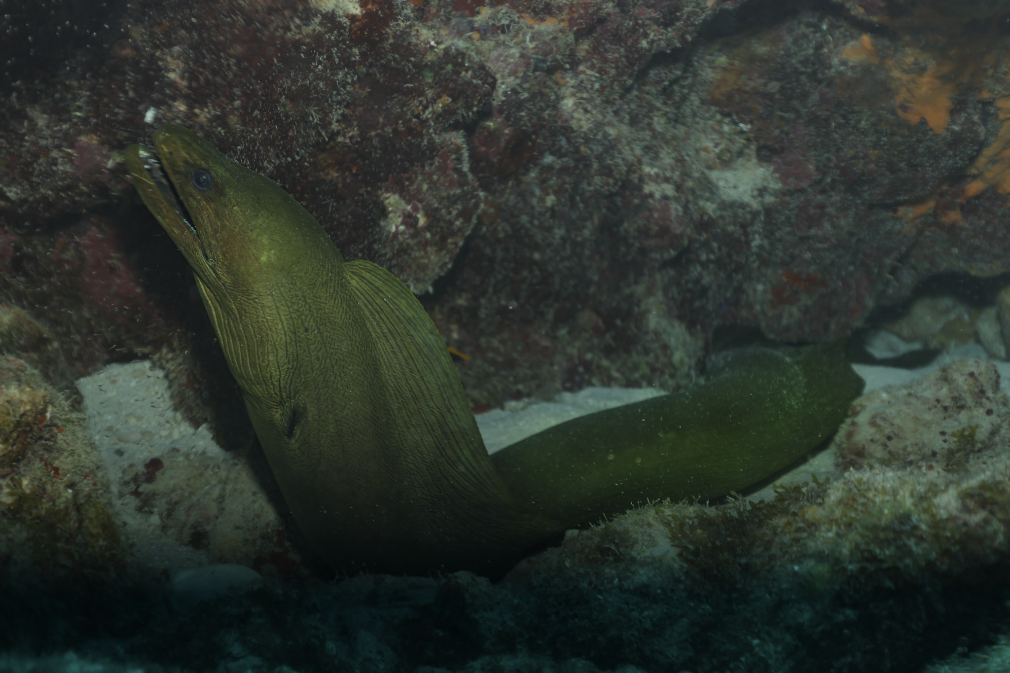 Nurse shark in a cave