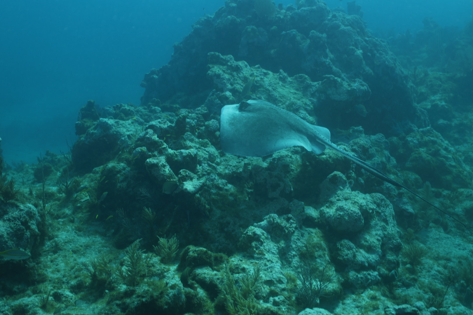 Stingray on reef